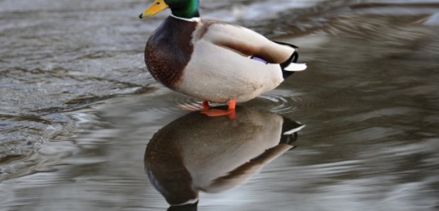 Duck on frozen lake