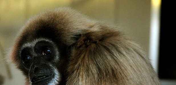 Gibbon monkey at Twycross zoo