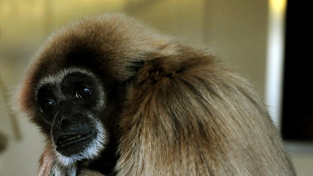 Do Female Animals Have Orgasms LBC