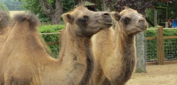 camels drusillas