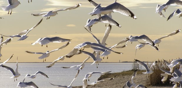 Seagulls picture