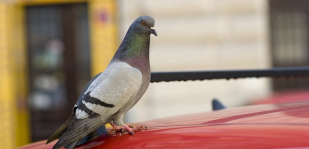 Pigeon stock image 