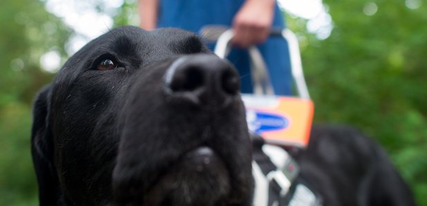 how do seeing eye dogs know where you want to go
