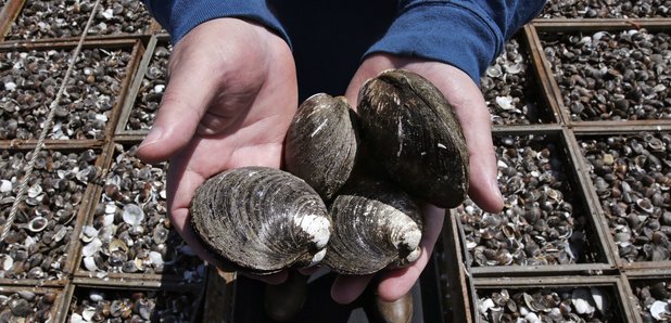 Mussel Fisherman