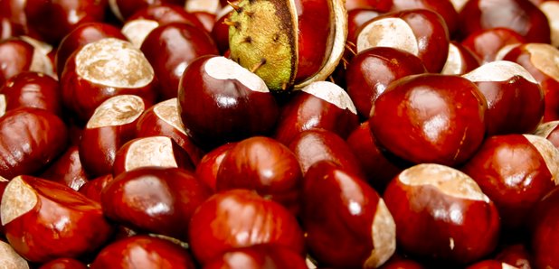 Mystery Hour conkers