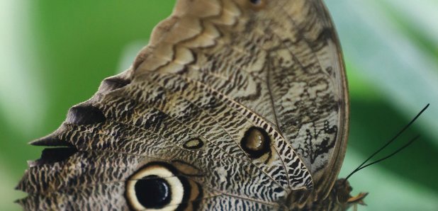 Moth eating carpet