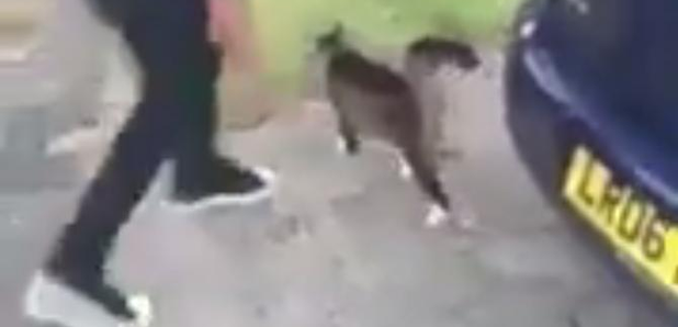 Cat kicking video 