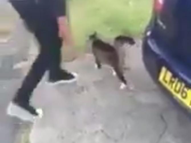 Cat kicking video 