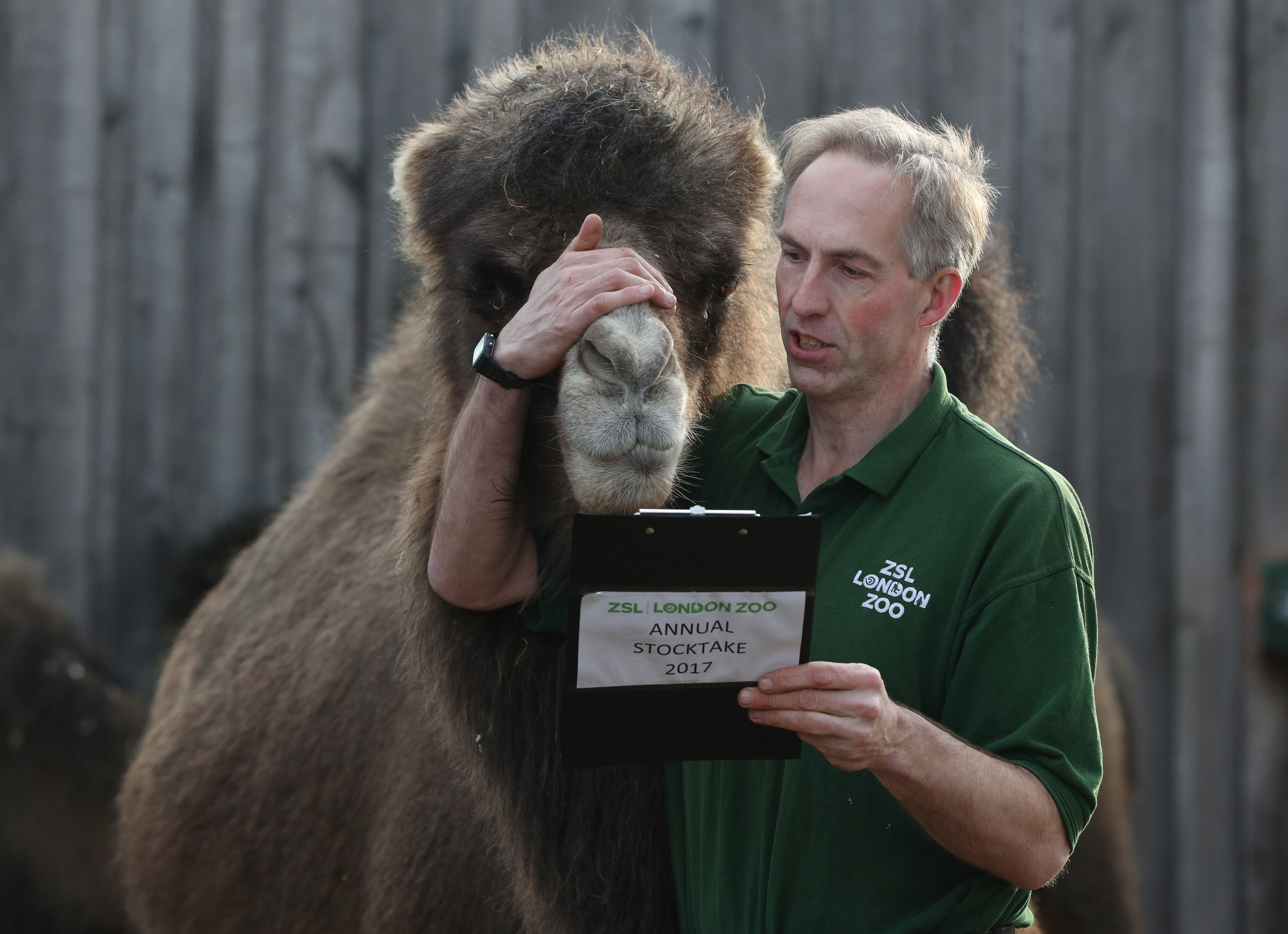 London Zoo animal count camel