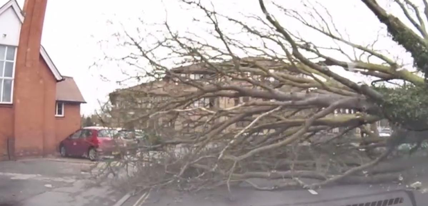 Storm Doris tree