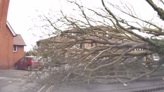 Storm Doris tree