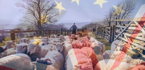 Brexit sheepdog trial