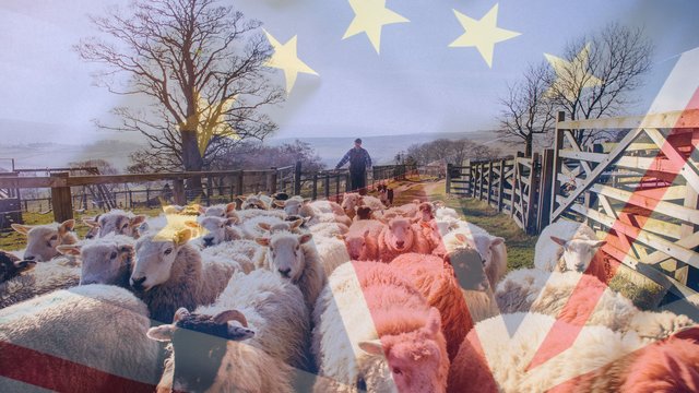 Brexit sheepdog trial