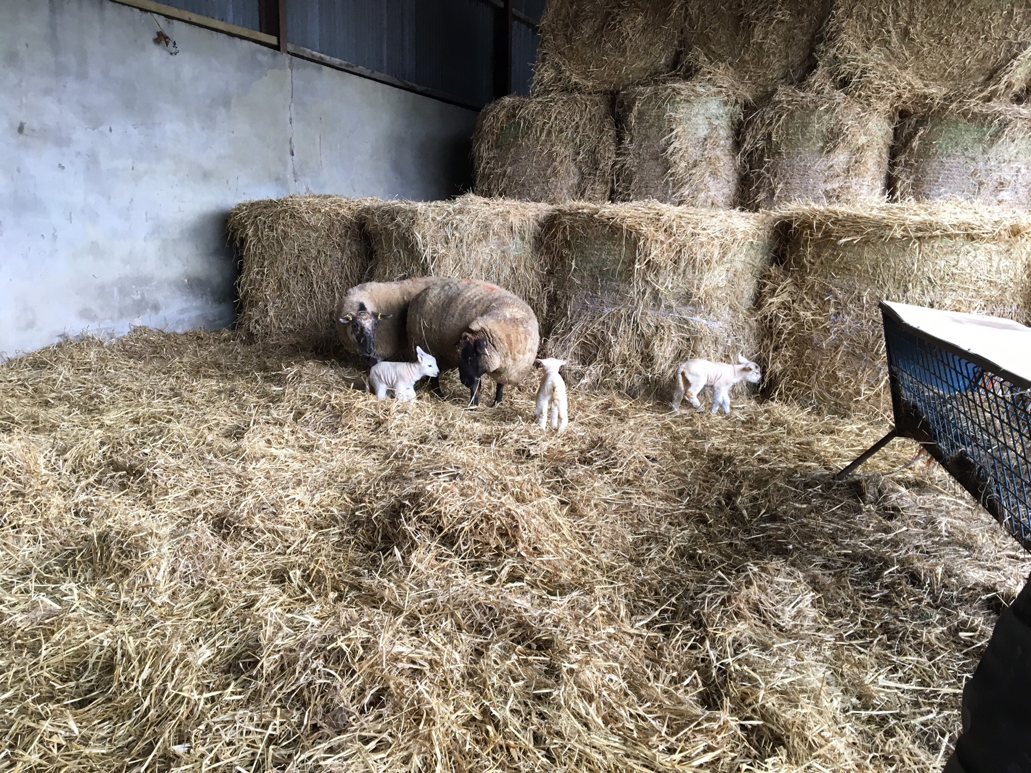Crockett Farm Sheep