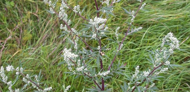 mugwort